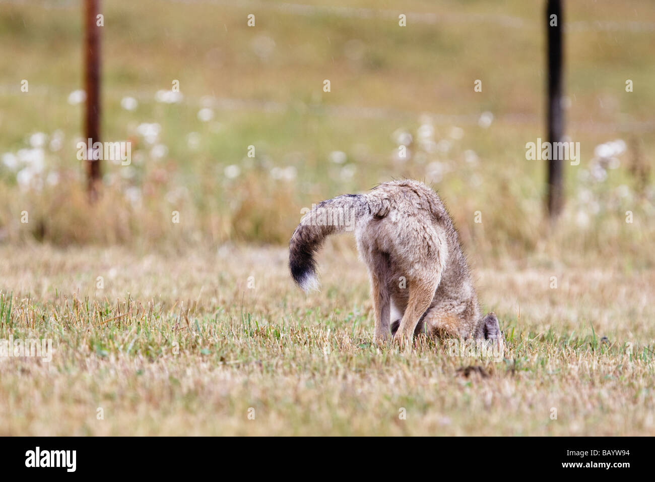 Coyote du nord la chasse et creuser pour un rongeur dans un pré. Le champ est dans les terres agricoles en Colombie-Britannique, Canada. Banque D'Images