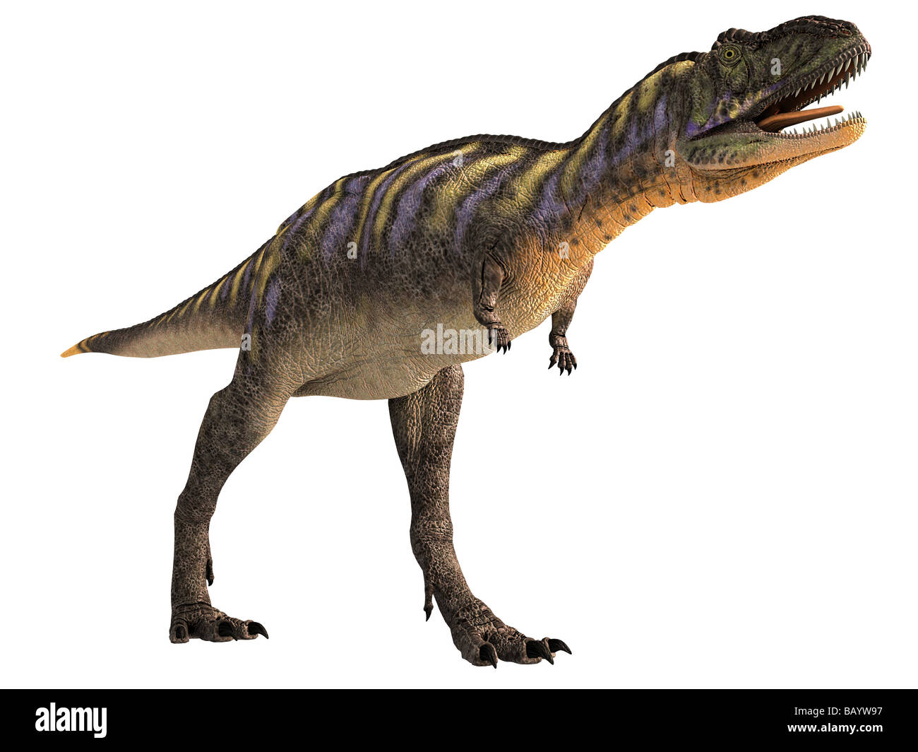 Garridoi est un abelisaurid Aucasaurus d'Argentine, fin du Crétacé. Banque D'Images