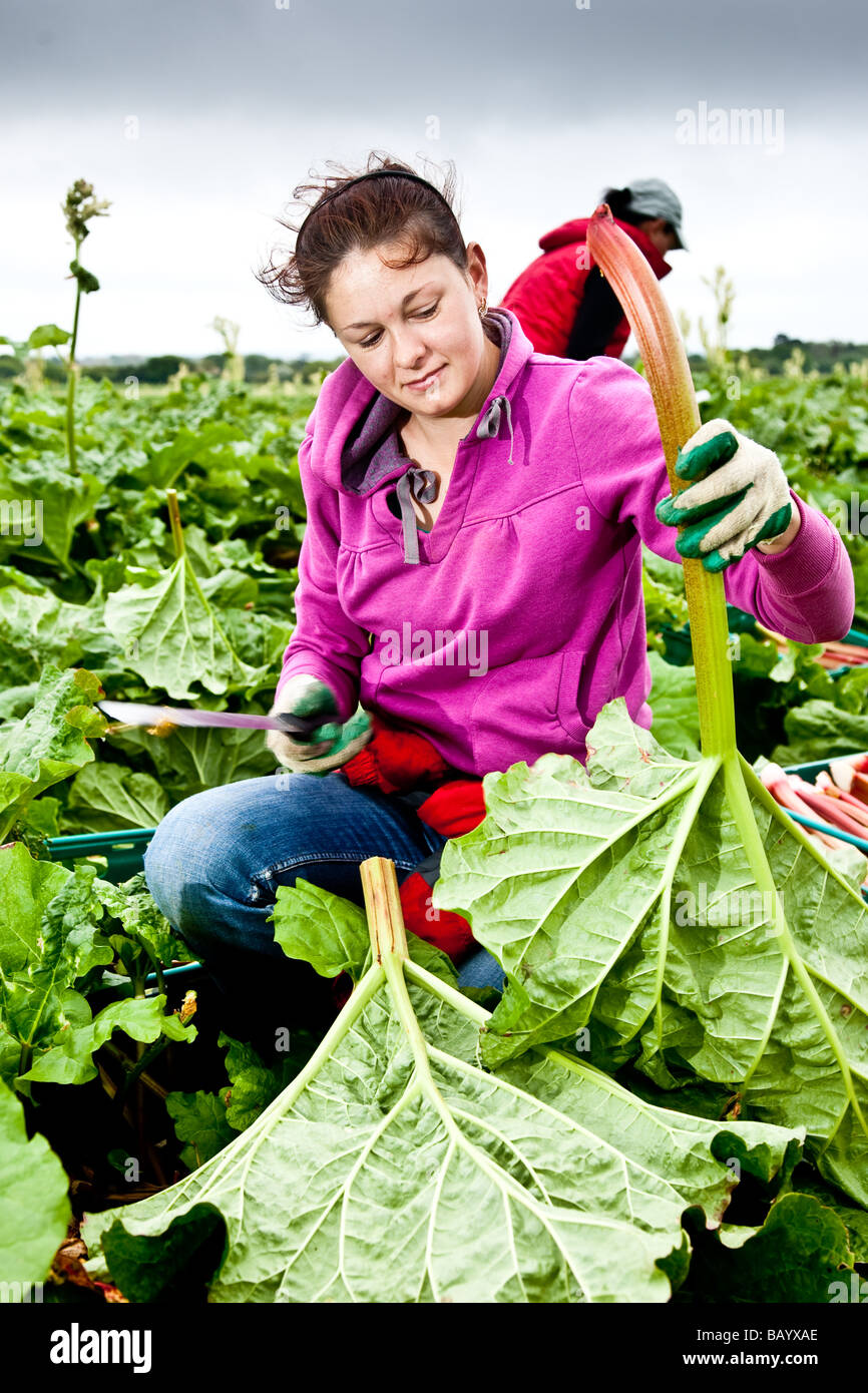 Après la rhubarbe a été tiré il est garni et ensuite mis dans des boîtes prêtes à l'abri d'emballage Banque D'Images