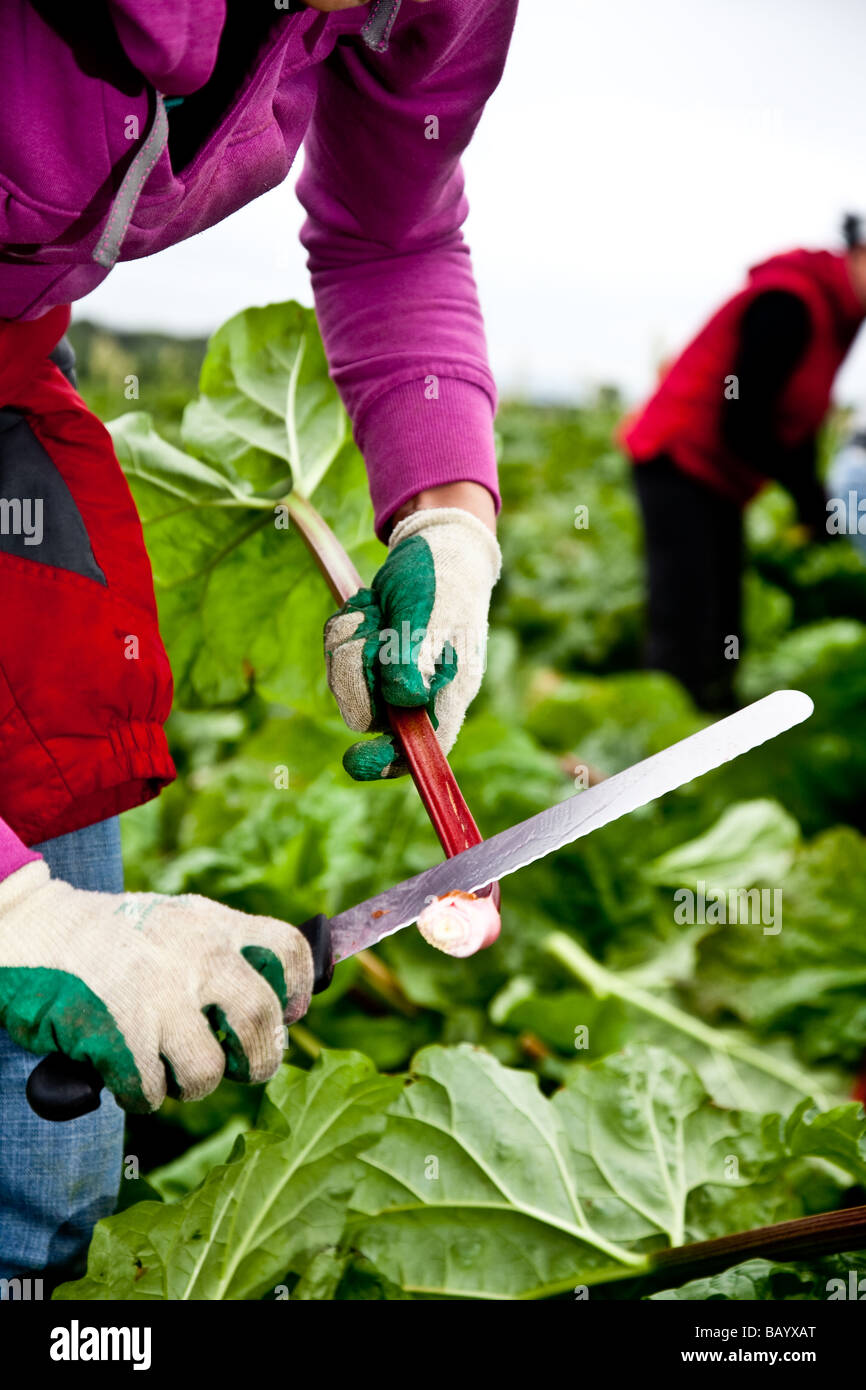 Après la rhubarbe a été tiré il est garni et ensuite mis dans des boîtes prêtes à l'abri d'emballage Banque D'Images