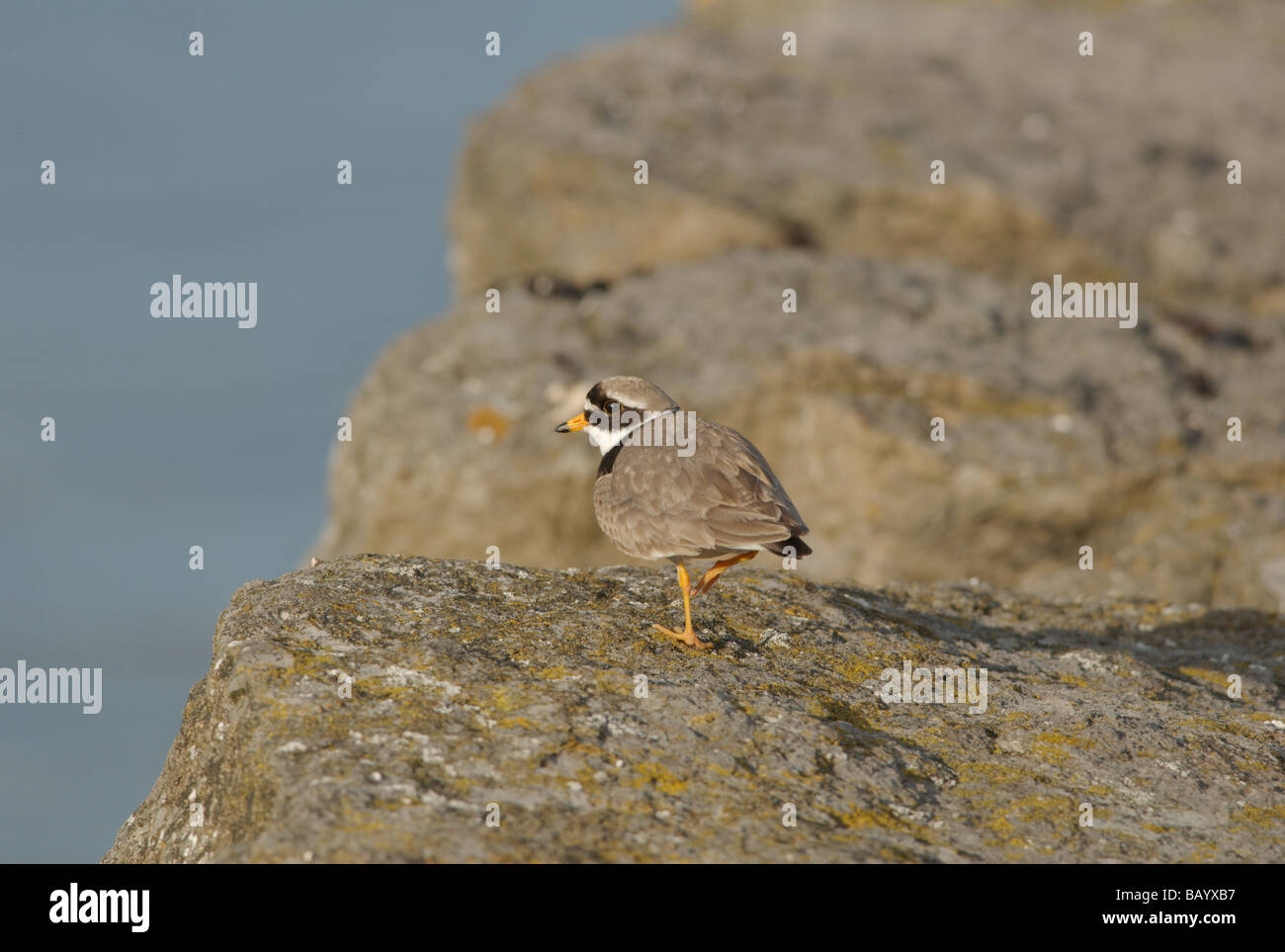 Ringed Plover (Charadrius hiaticula) Banque D'Images