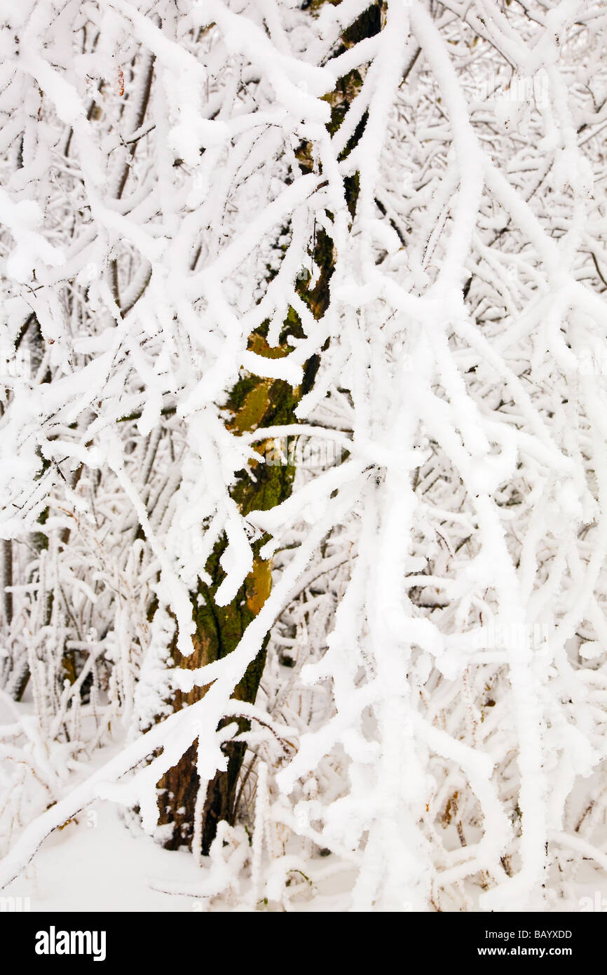 Hoar Frost sur les branches d'arbres, Manitoba, Canada. Banque D'Images