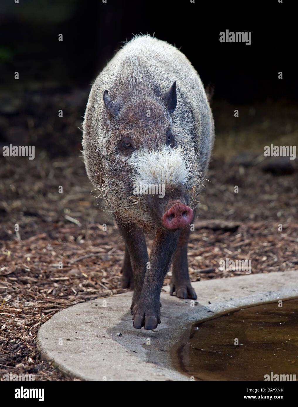 Cochon barbu (Sus barbatus) Banque D'Images