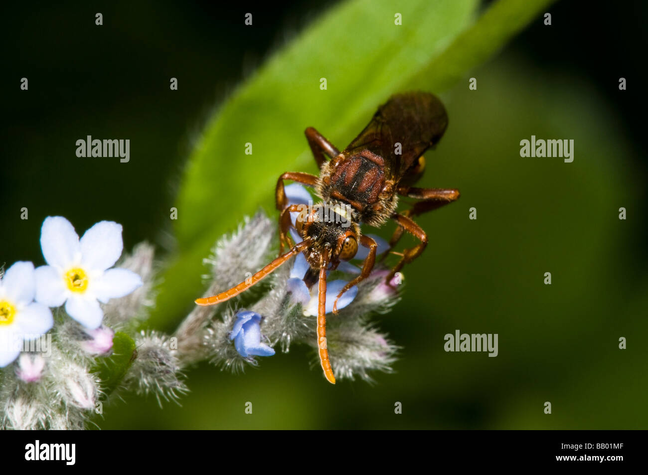 Coucou abeille Banque D'Images