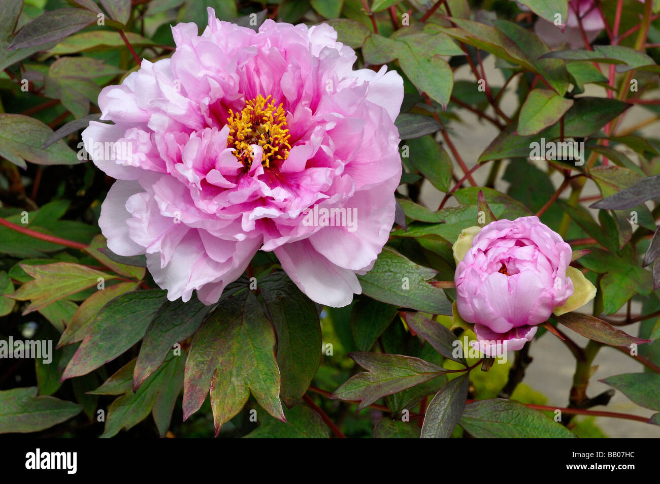 'Double' pivoine rose pâle Banque D'Images
