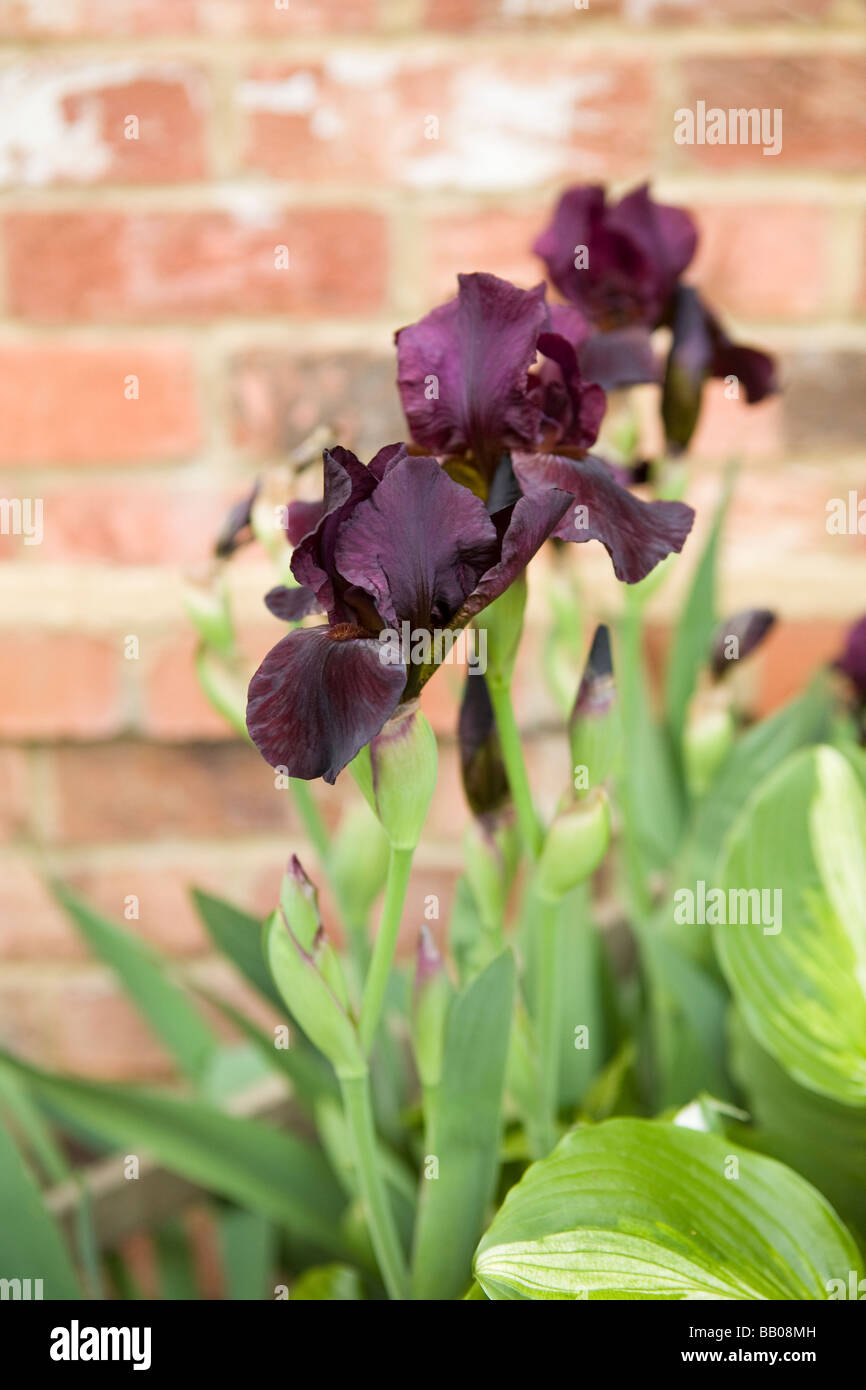 Iris violet foncé dans le jardin Banque D'Images