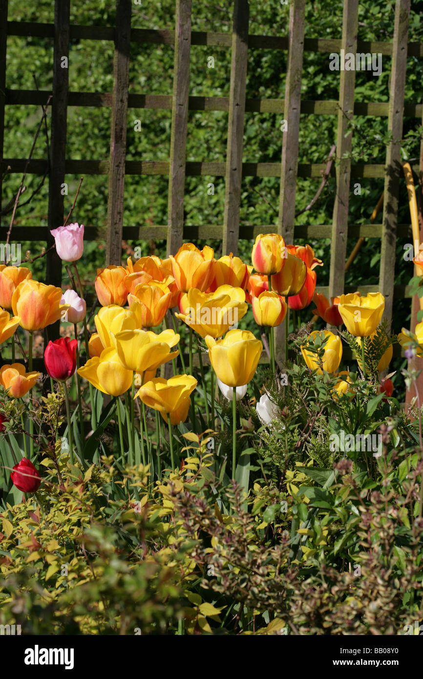 Tulipes dans un jardin de Cheshire Angleterre Banque D'Images