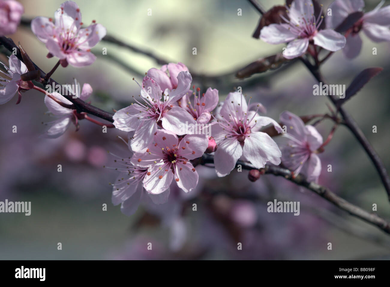 Blossom de Prunus cerasifera nigra Banque D'Images