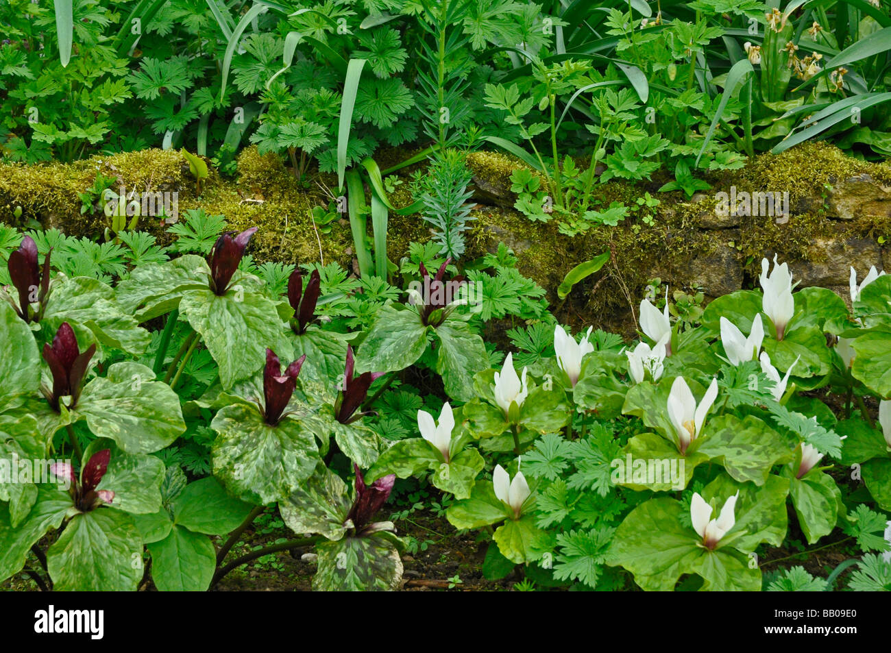 Floraison violet et blanc 'Trilles' Banque D'Images