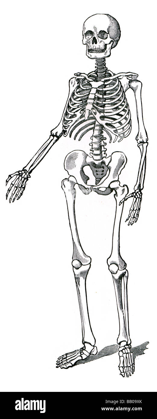 Squelette squelette rachis thoracique côtes clavicule ilium patella carpals os os fusionnés fémur protège d'échafaudage Banque D'Images