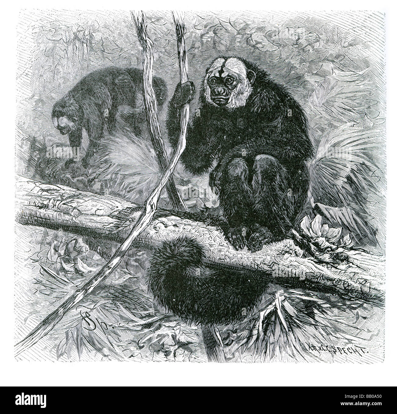 Le livre blanc intitulé saki monkey monkeys Pithecia Chiropotes forêt tropicale diurne de la direction générale des branches très timide animaux saut prudent Banque D'Images
