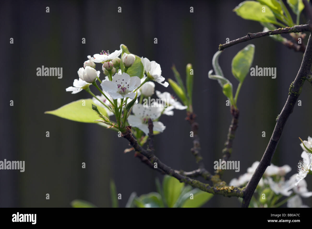 Blossom de Pyrus calleryana Chanticleer poiriers ornementaux Banque D'Images