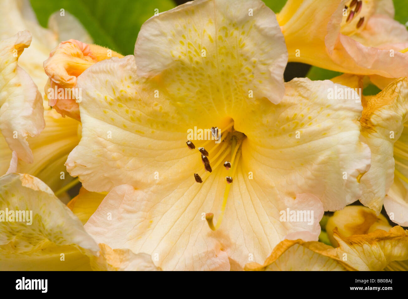 Rose pâle et jaune Rhododendron fleur Fleurs Banque D'Images