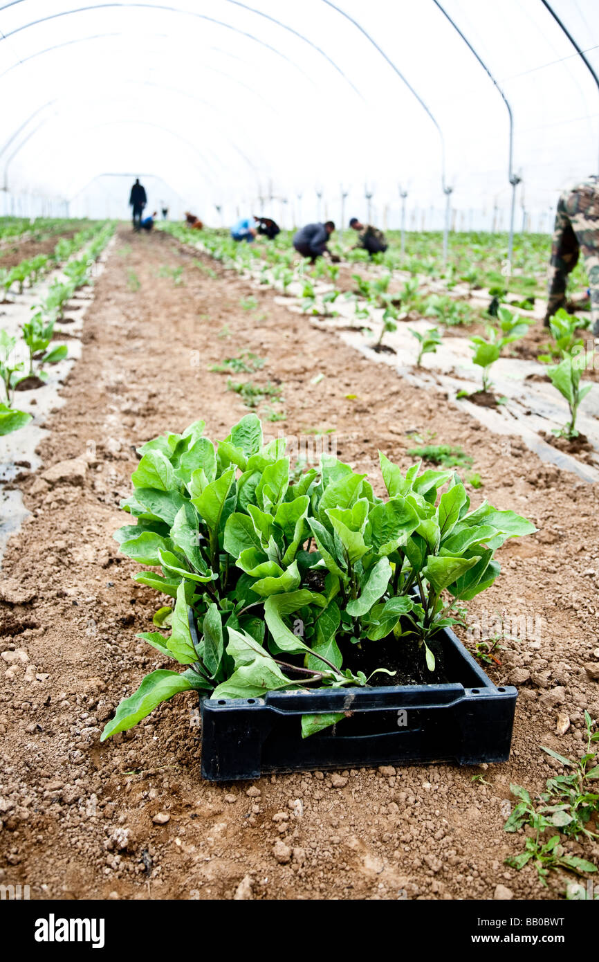 Les aubergines de la plantation d'une culture commerciale Il s'agit d'une production à grande échelle de plantes 15000 planté en grand Polytunnels Banque D'Images