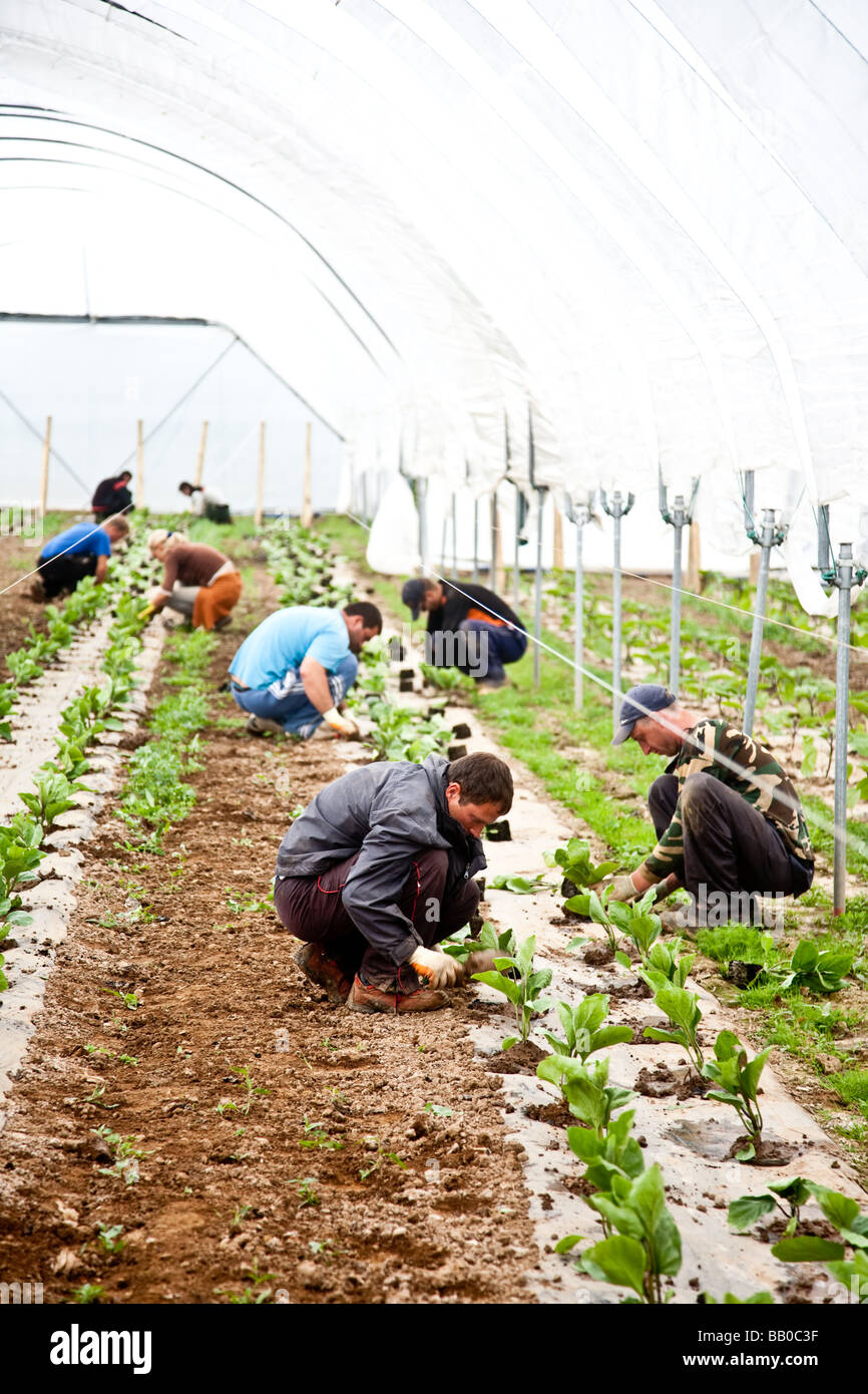 Les aubergines de la plantation d'une culture commerciale Il s'agit d'une production à grande échelle de plantes 15000 planté en grand Polytunnels Banque D'Images