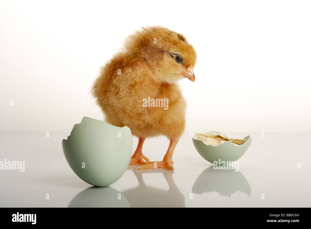 Poussin nouveau-né et d'oeufs éclos Banque D'Images