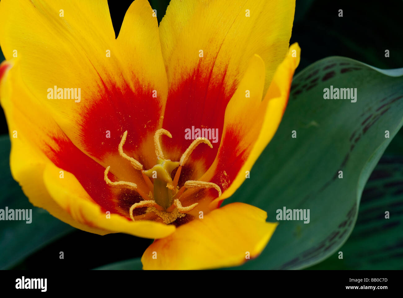Tulipes rouges et jaunes, Close-up Banque D'Images