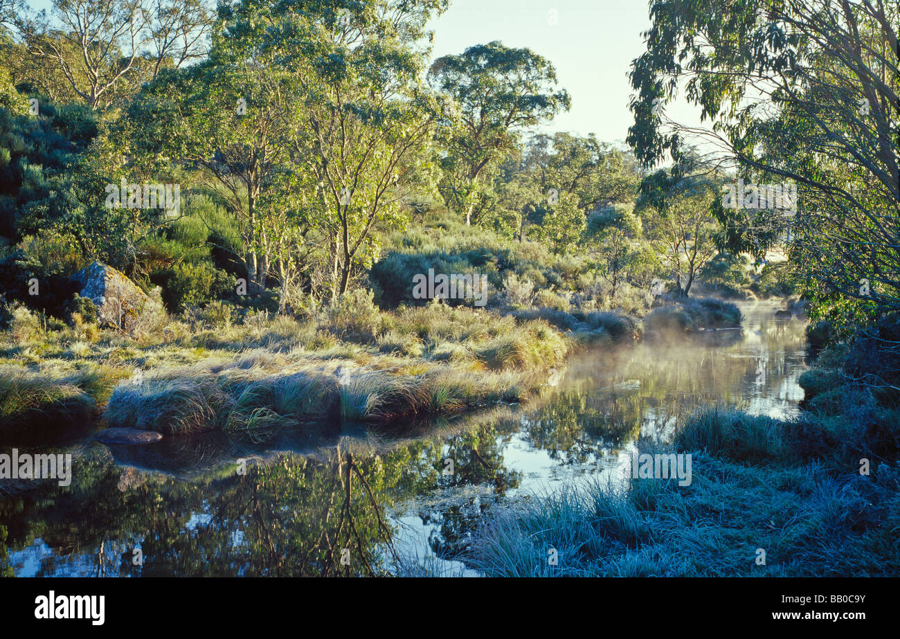 Barrington Tops Frost au lever du soleil Parc national New South Wales Australie Banque D'Images