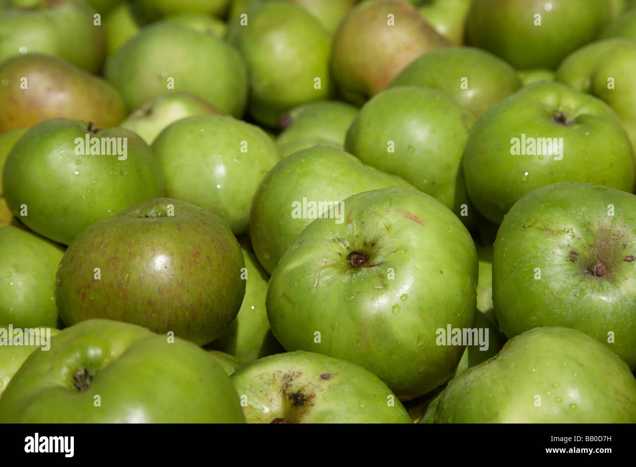 Malus domestica Bramley apple des semis de la récolte des pommes Bramley armagh Banque D'Images