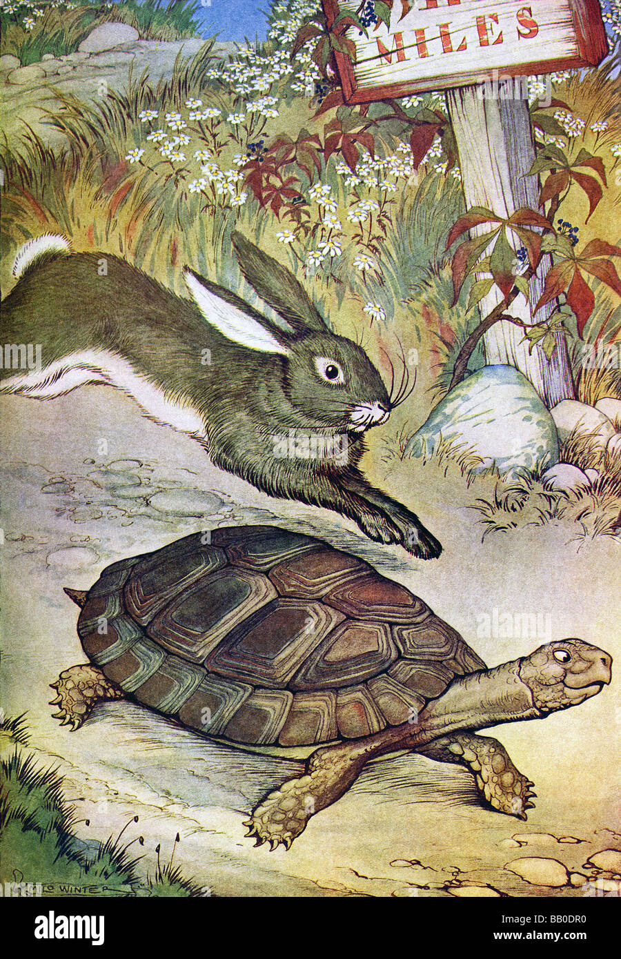 tortue lievre lapin banque d image et photos alamy