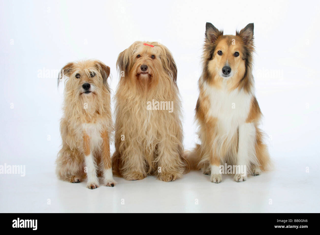 Les chiens de race mixte et Rough Collie Banque D'Images