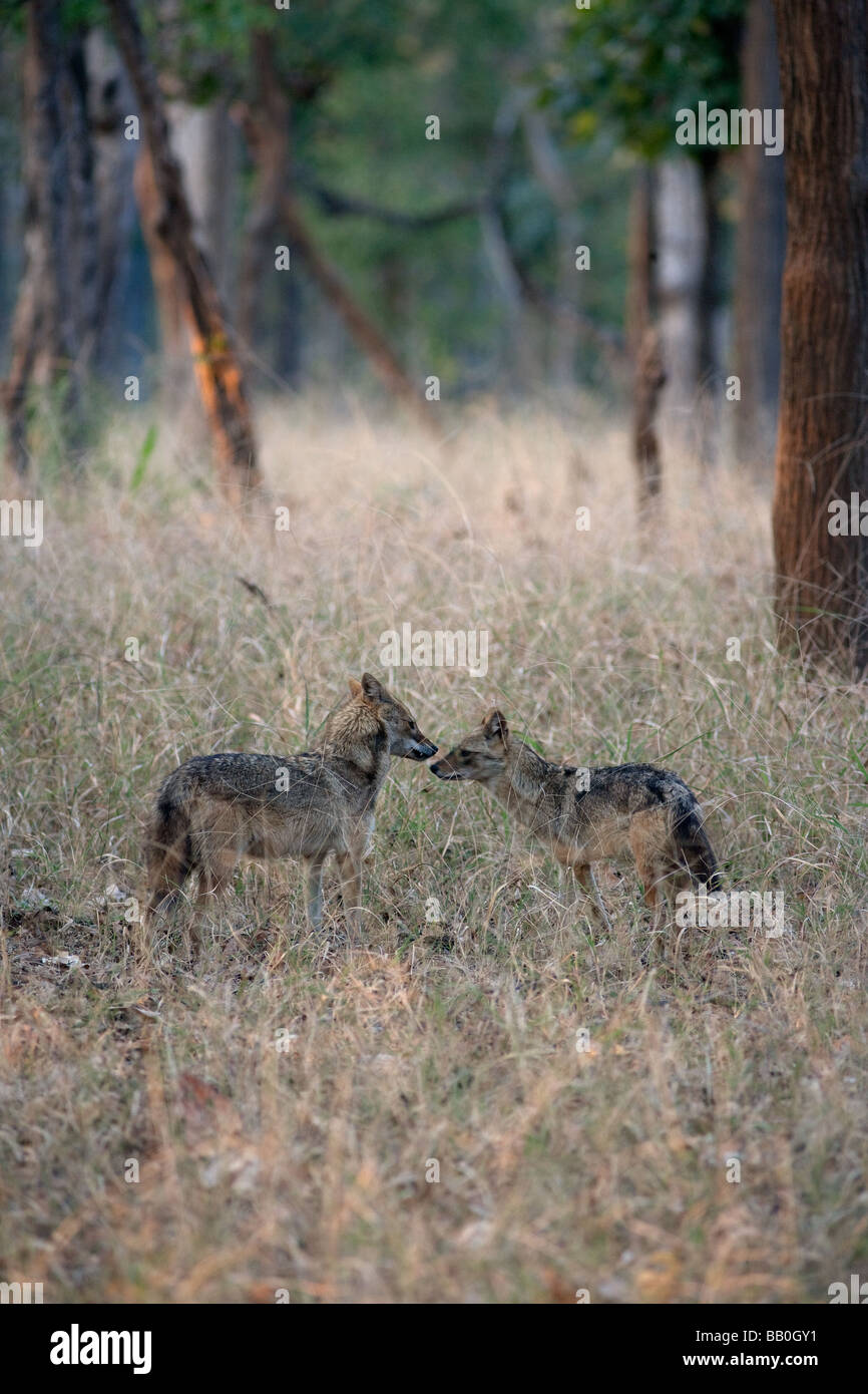 Paire ( chacal Canis aureus ) dans la forêt de Pench Tiger reserve, député de l'Inde. Banque D'Images