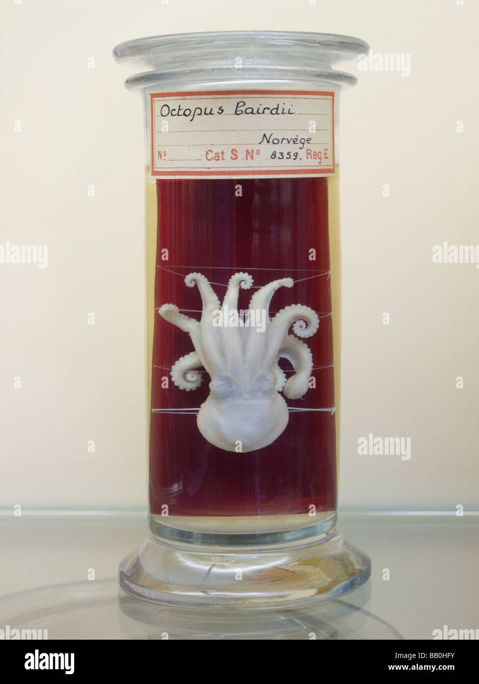 Petit environ 5cm Octopus Bairdii spécimen dans un bocal en verre au musée zoologique à Liège Liège Belgique Banque D'Images