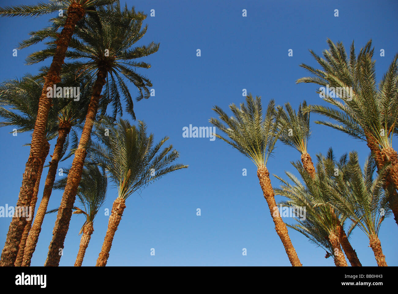 Palmiers en Egypte contre le ciel bleu Banque D'Images