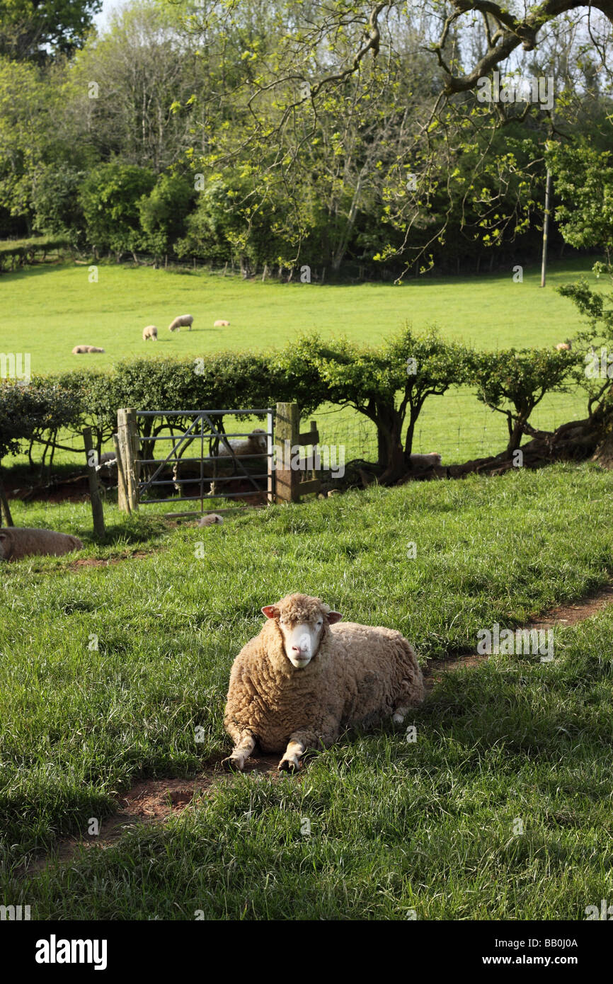 Champ des moutons dans la campagne du Somerset en mai Banque D'Images