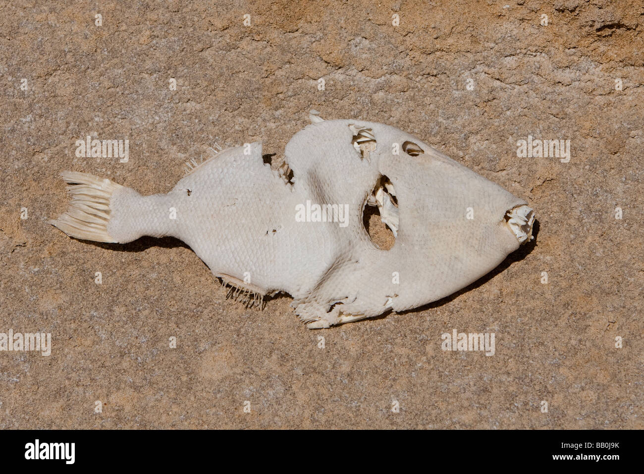 Fischhaut poisson séché au soleil peau de poisson perroquet spp. Punto Colorado Baja California au Mexique Banque D'Images