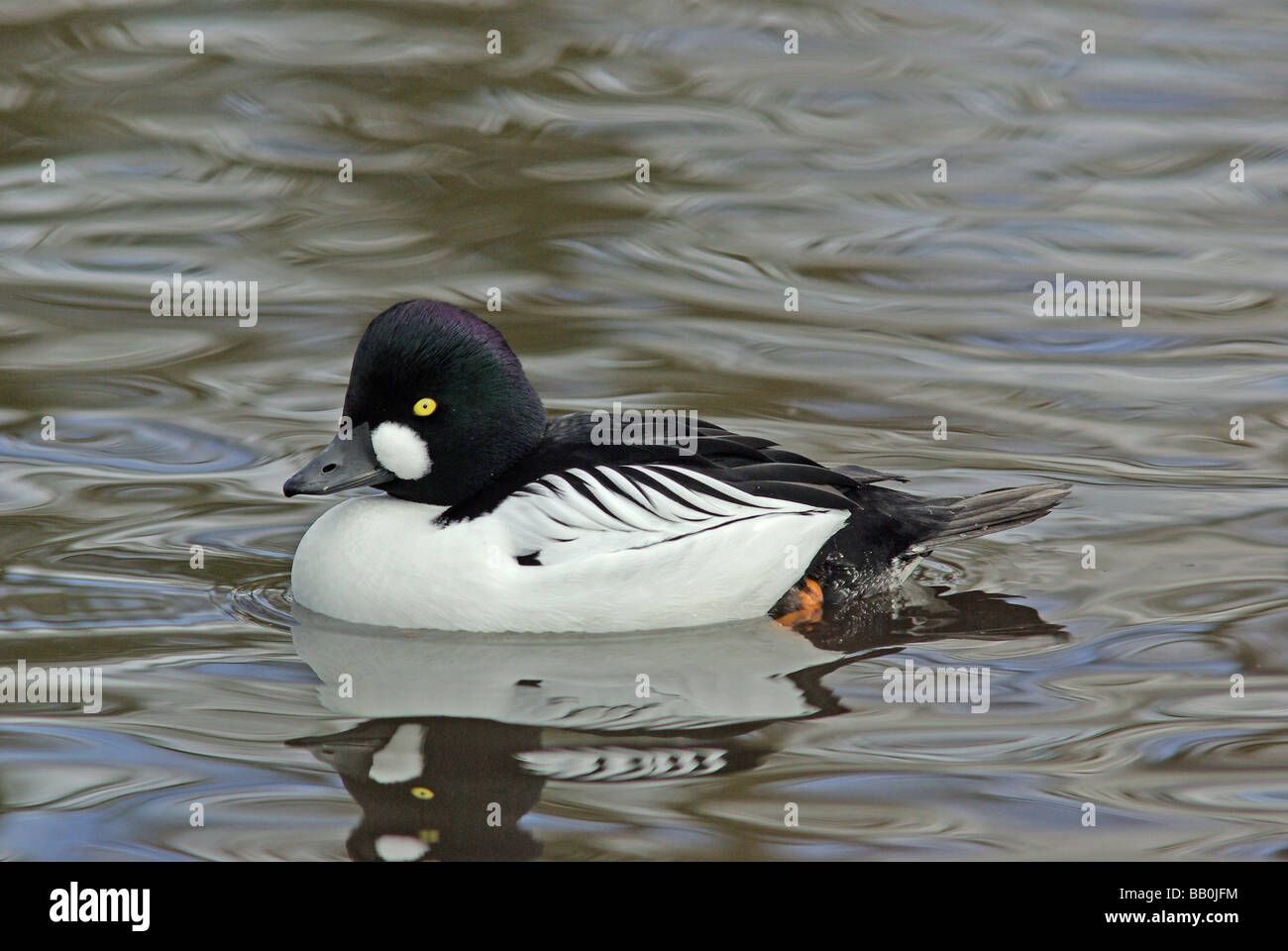 Drake - Goldeneye Bucephala clangula Banque D'Images