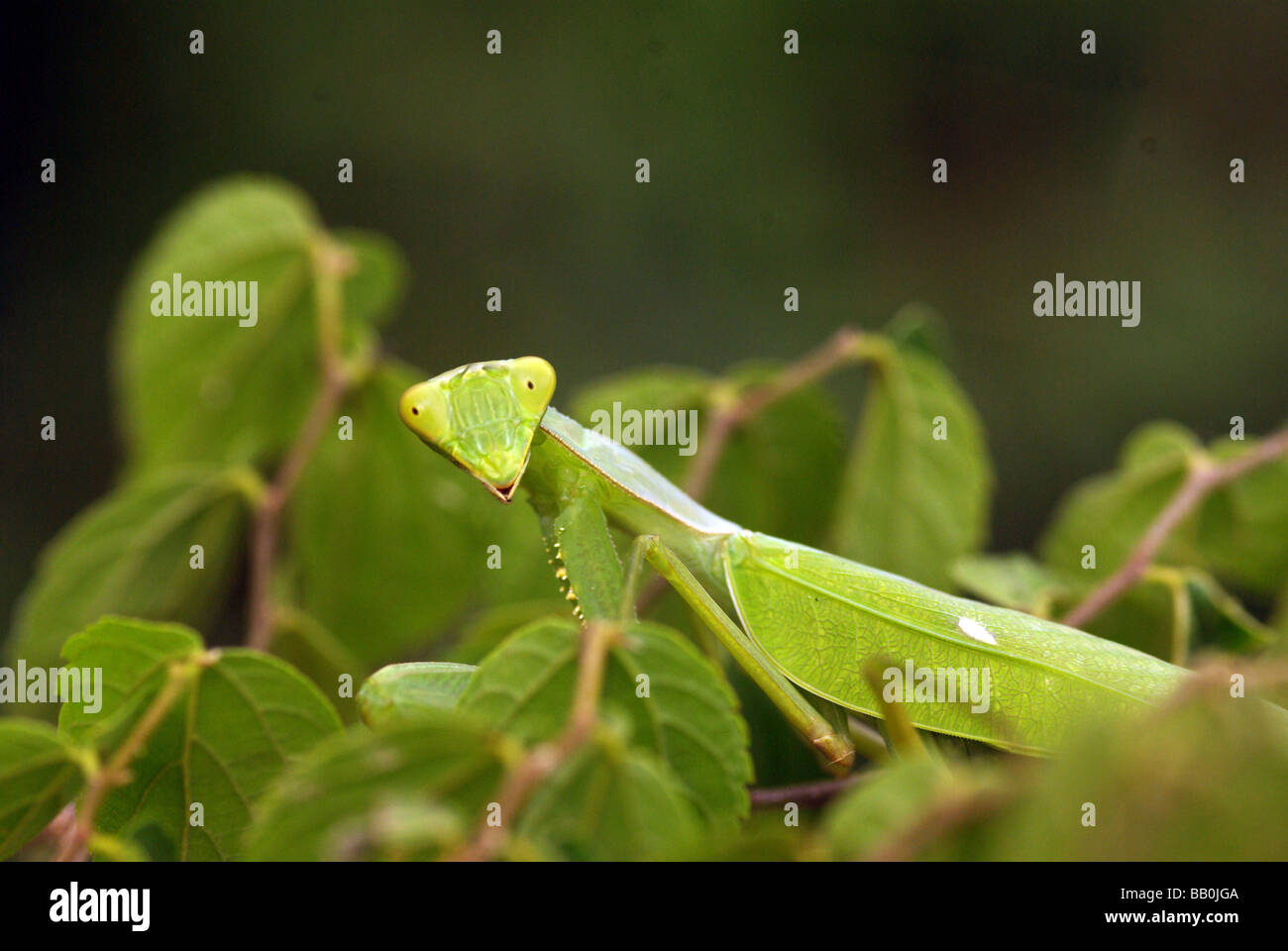 Un attaquant ougandais mantis (espèce inconnue) Banque D'Images