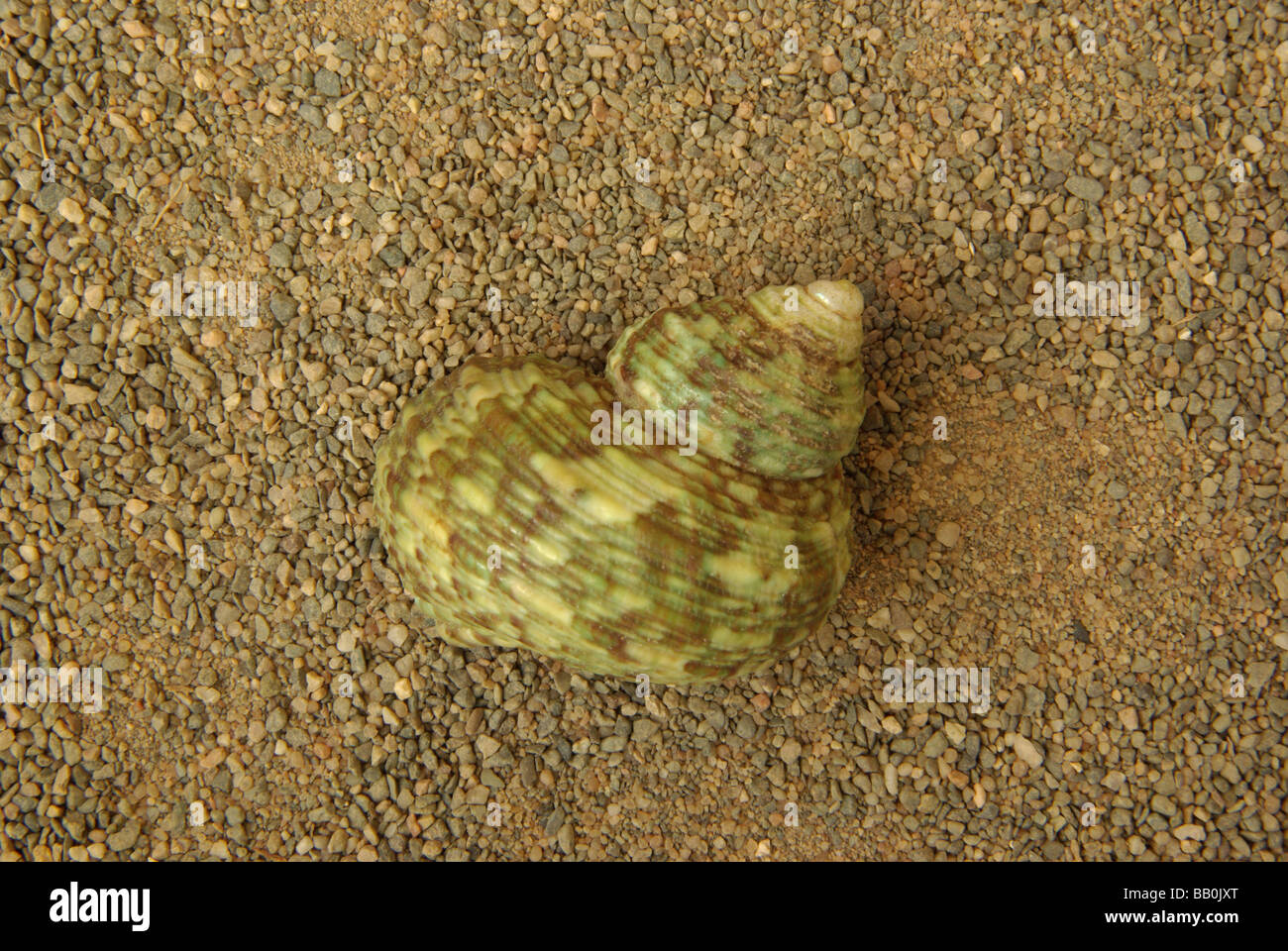 La bouche d'argent turban shell - argyrostamos ( =T Turbo setosus) Banque D'Images