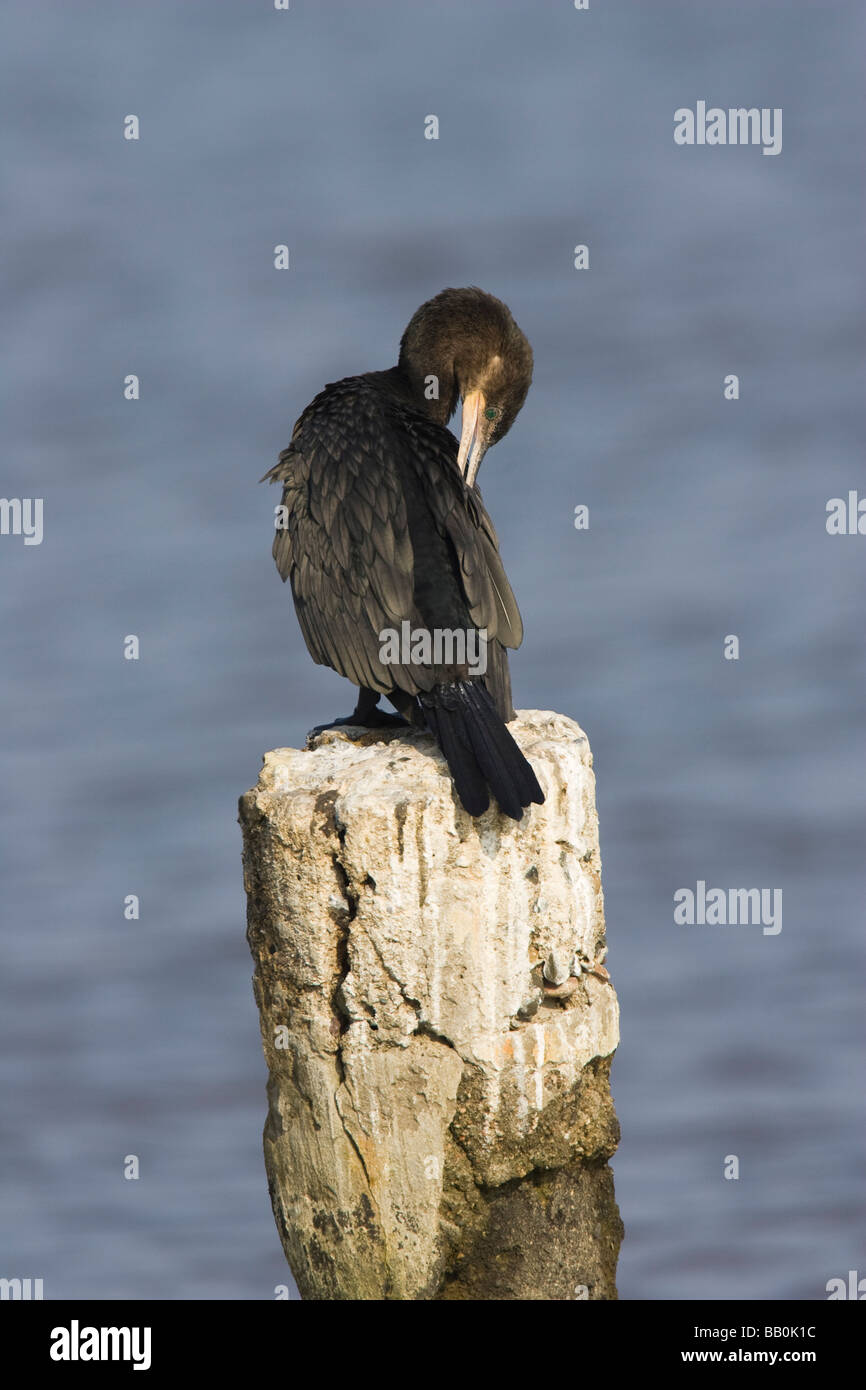Grand Cormoran (Phalacrocorax adultes brasilianus) se lisser le dos Banque D'Images