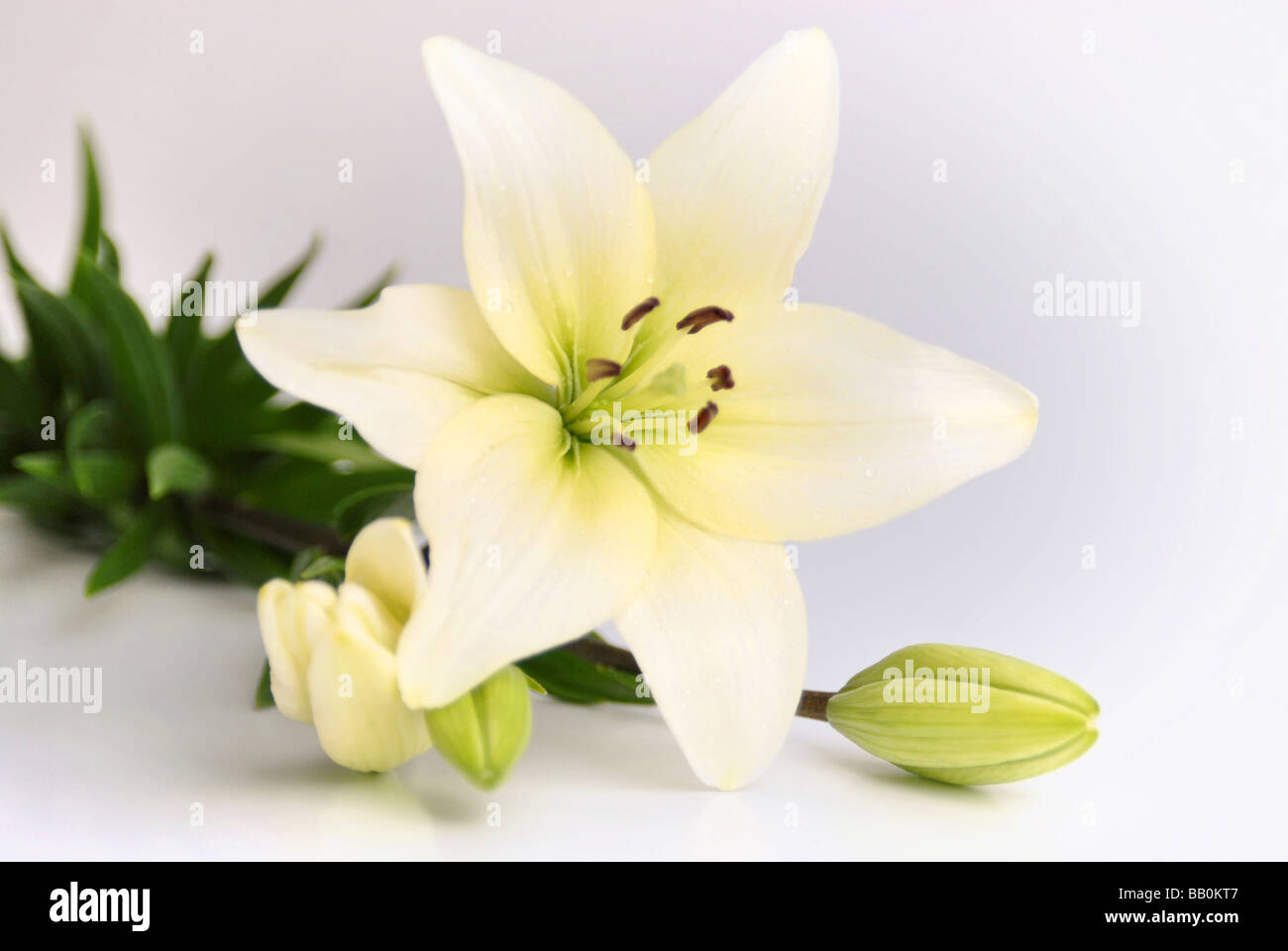 Belle fleur fond blanc utile pour présentation salutations dans ayant séjourné spécial Banque D'Images