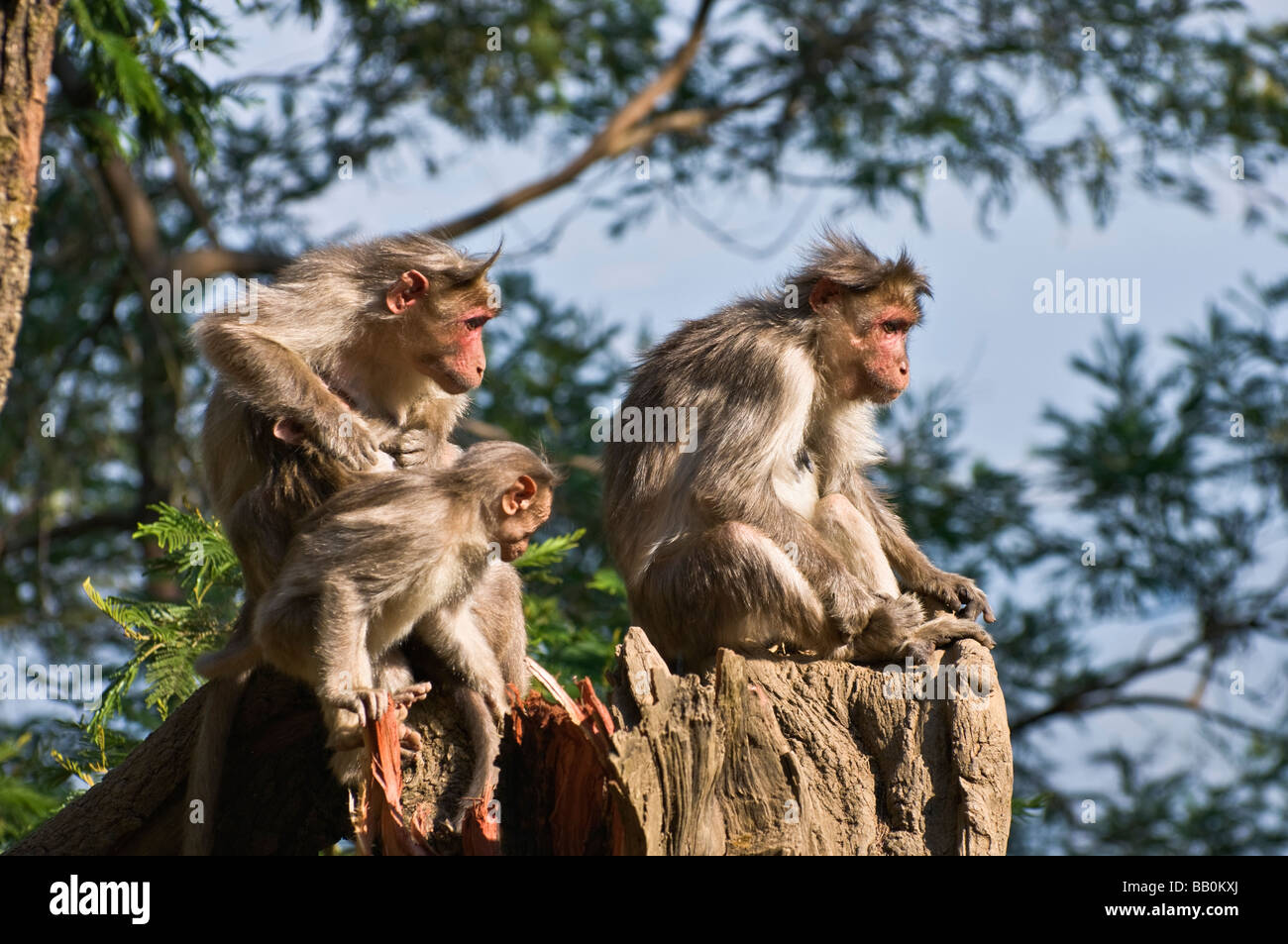 Les singes près de pilier Rock Kodaikanal Tamil Nadu Inde Banque D'Images