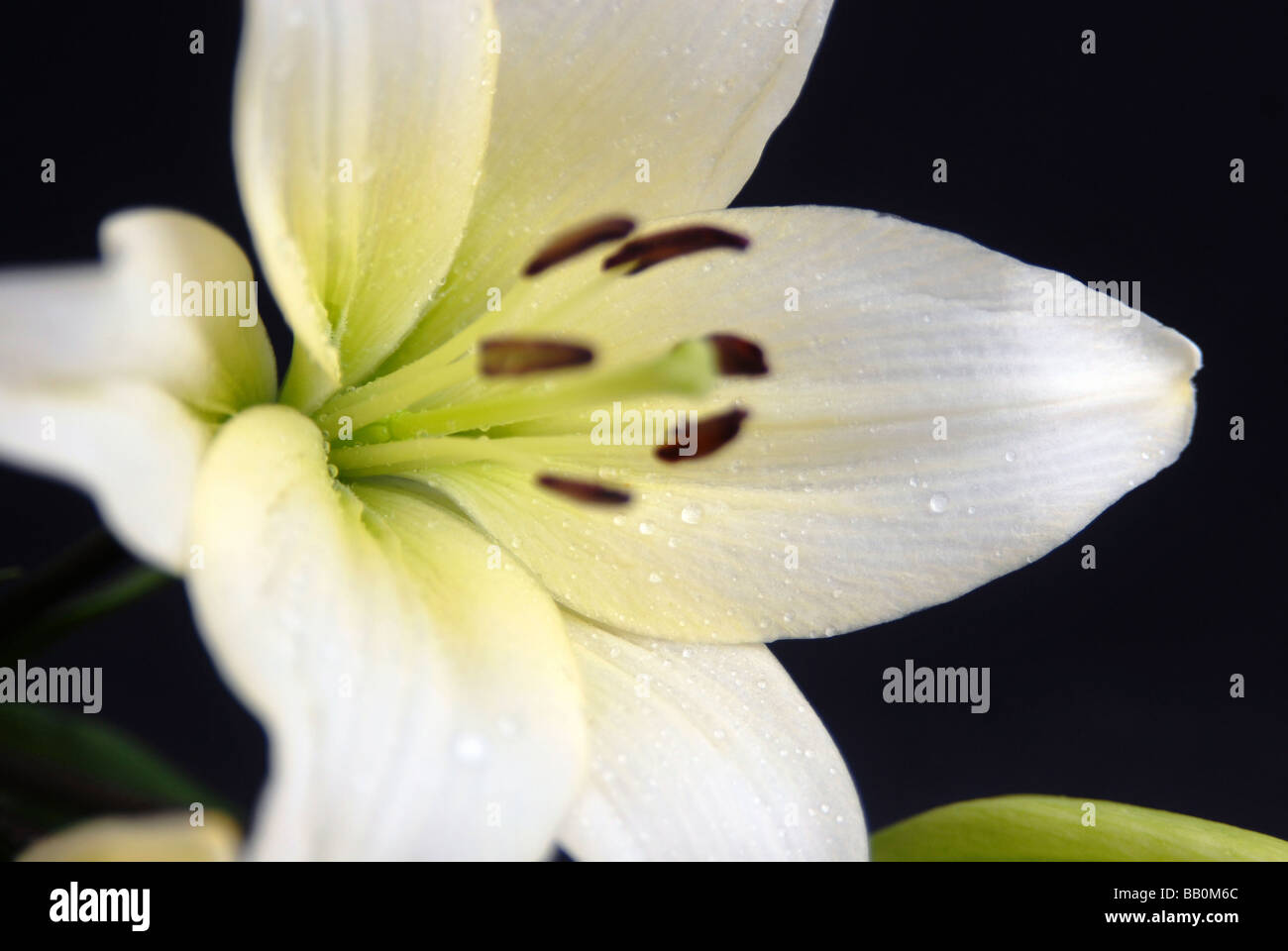 Belle fleur blanche sur fond noir Banque D'Images