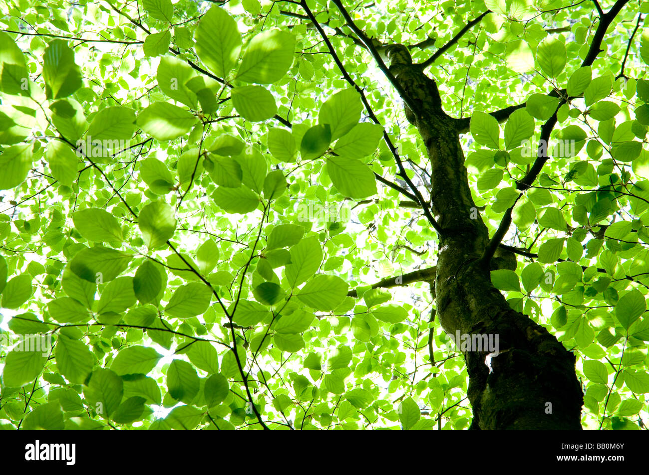 La lumière du soleil qui brillait à travers les feuilles d'un hêtre. Banque D'Images