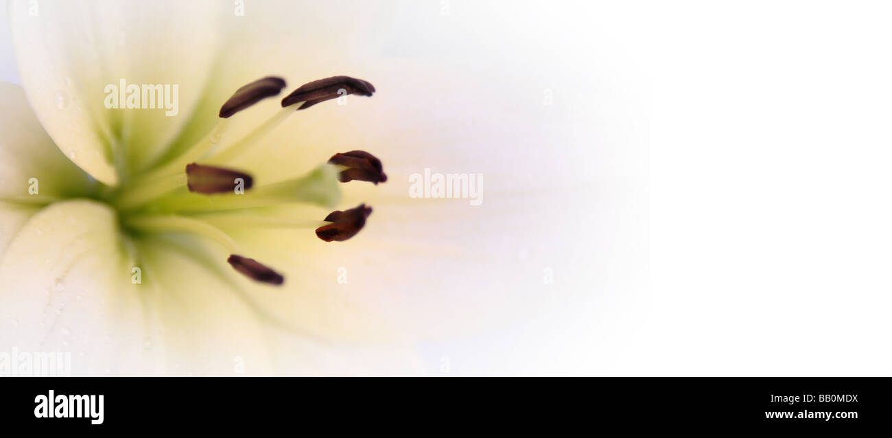 Belle fleur fond blanc utile pour présentation salutations dans ayant séjourné spécial Banque D'Images