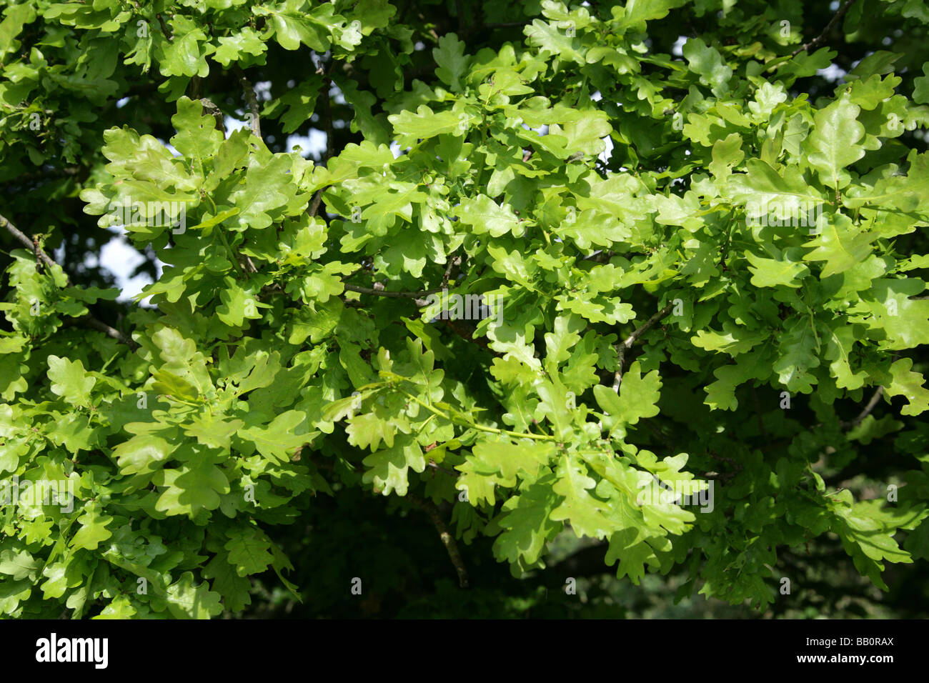 Les jeunes feuilles de chêne pédonculé ou anglais, Quercus robur, Fagaceae Banque D'Images