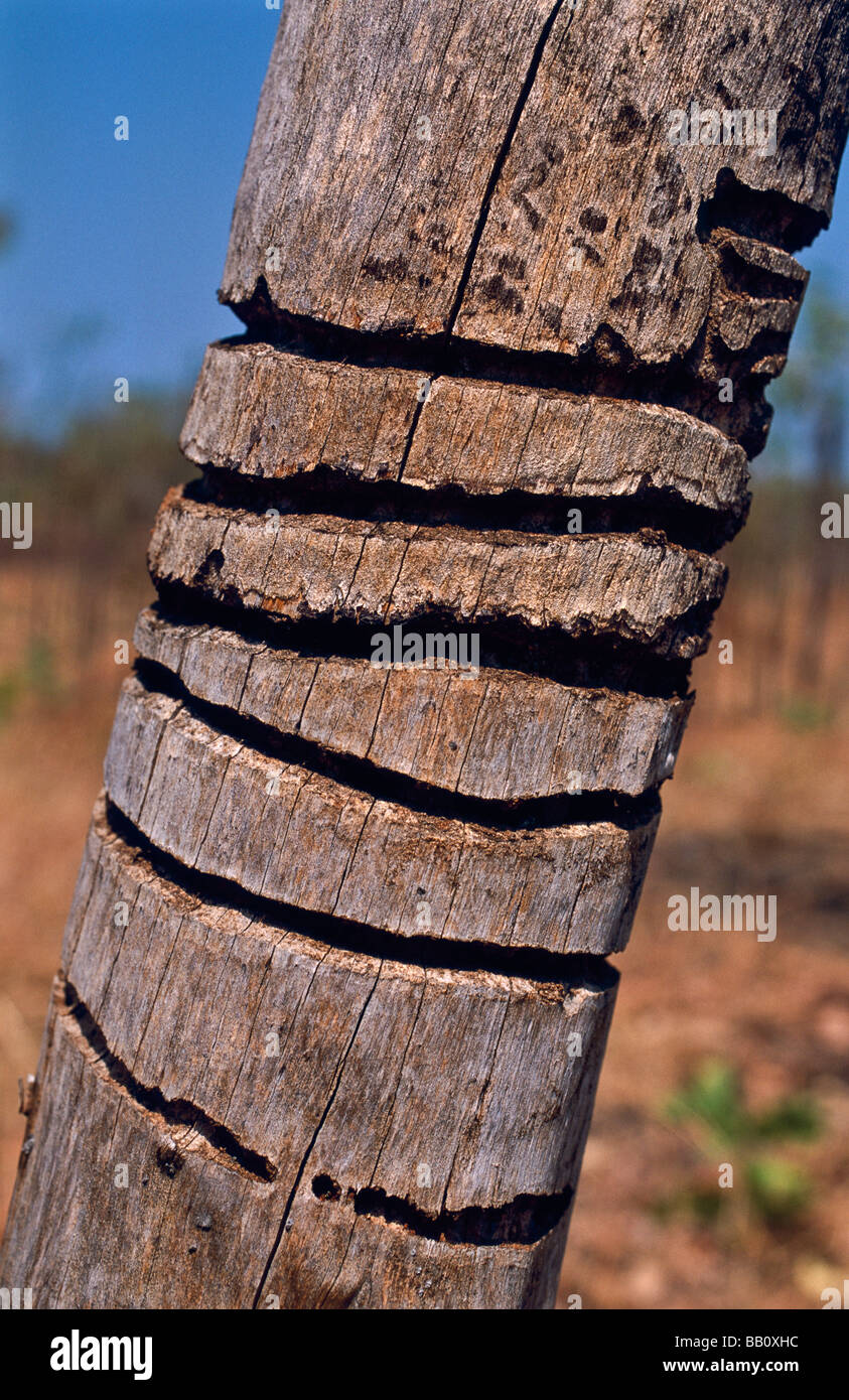 Les dommages causés par les insectes, Gumtree, Australie occidentale Banque D'Images