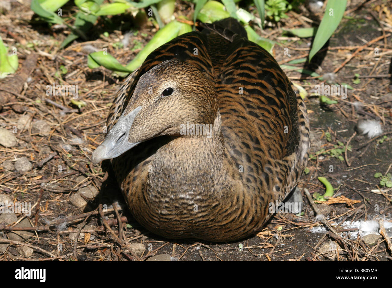 Femme Eider à duvet Somateria mollissima assis sur la masse à Martin simple WWT, Lancashire UK Banque D'Images