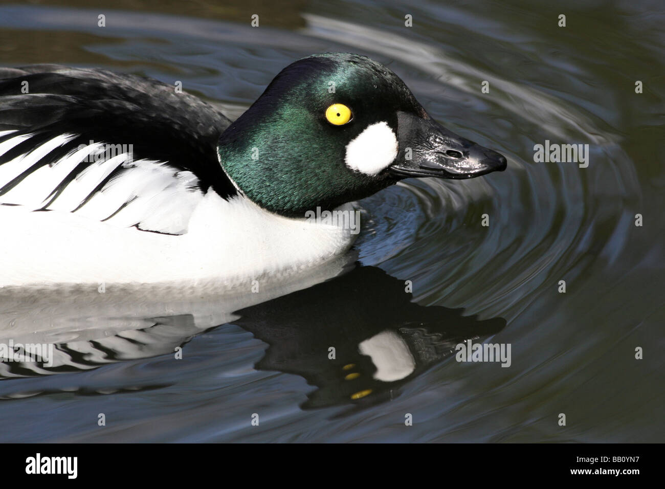 Close-up of Male Garrot Bucephala clangula nager à Martin simple WWT, Lancashire UK Banque D'Images