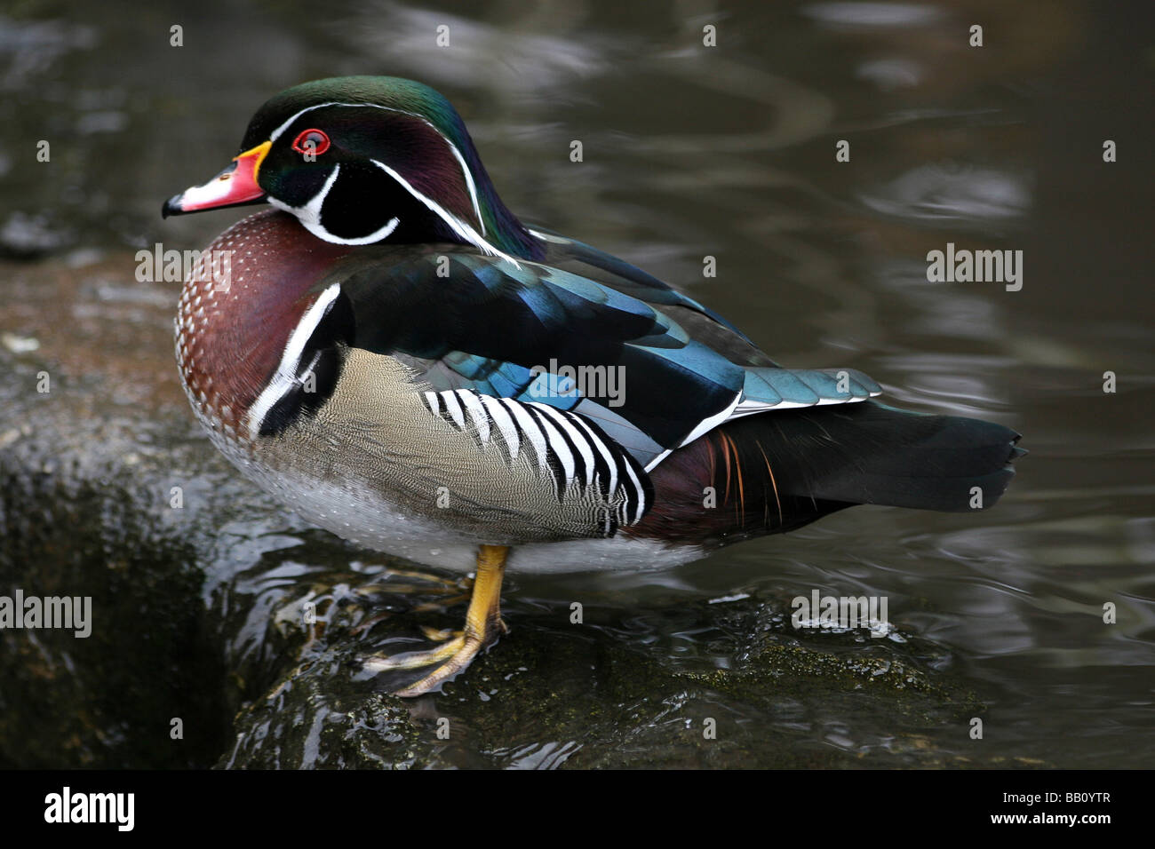 Caroline masculins (bois) Aix sponsa Canard debout sur Rock prise à Martin simple WWT, Lancashire UK Banque D'Images