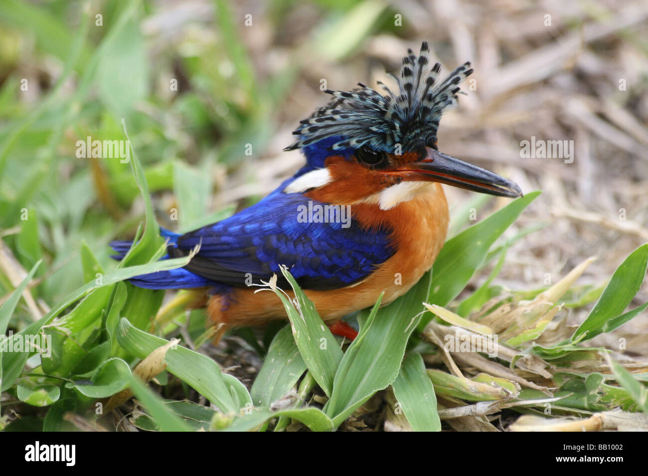 Madagascar Kingfisher Malachite Kingfisher Alcedo vintsiodes malgache alias assis dans l'herbe Banque D'Images