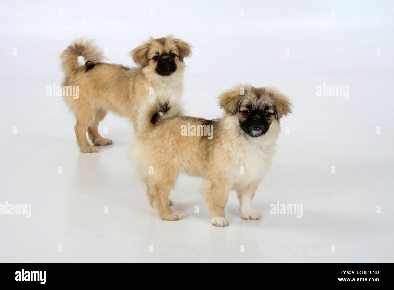 Tibetan Spaniel puppies 41 2 mois Banque D'Images