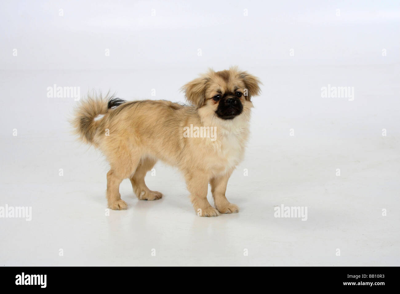 Tibetan Spaniel puppy 4 1 2 mois Banque D'Images