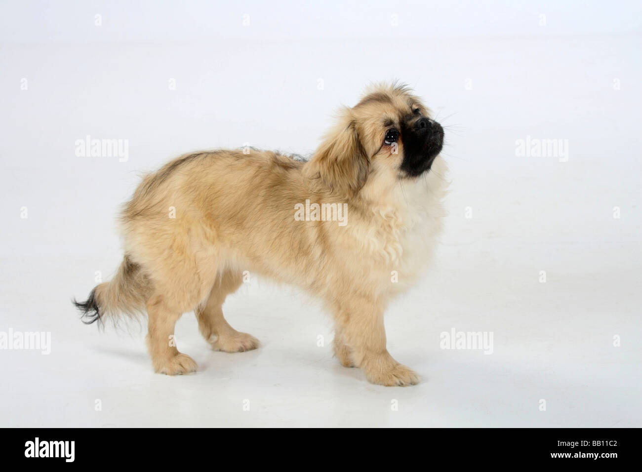 Tibetan Spaniel puppy 4 1 2 côté mois Banque D'Images