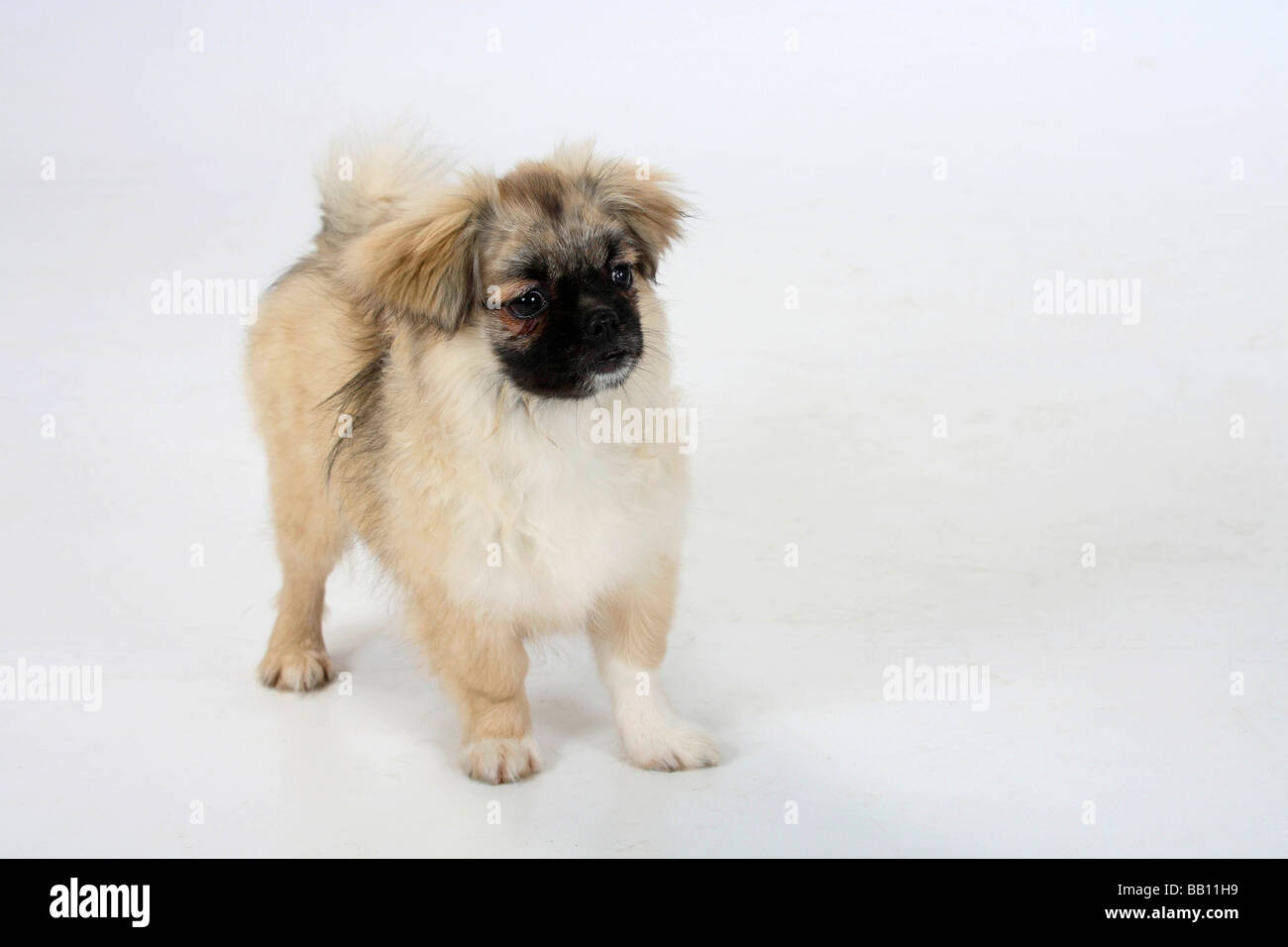 Tibetan Spaniel puppy 4 1 2 mois Banque D'Images