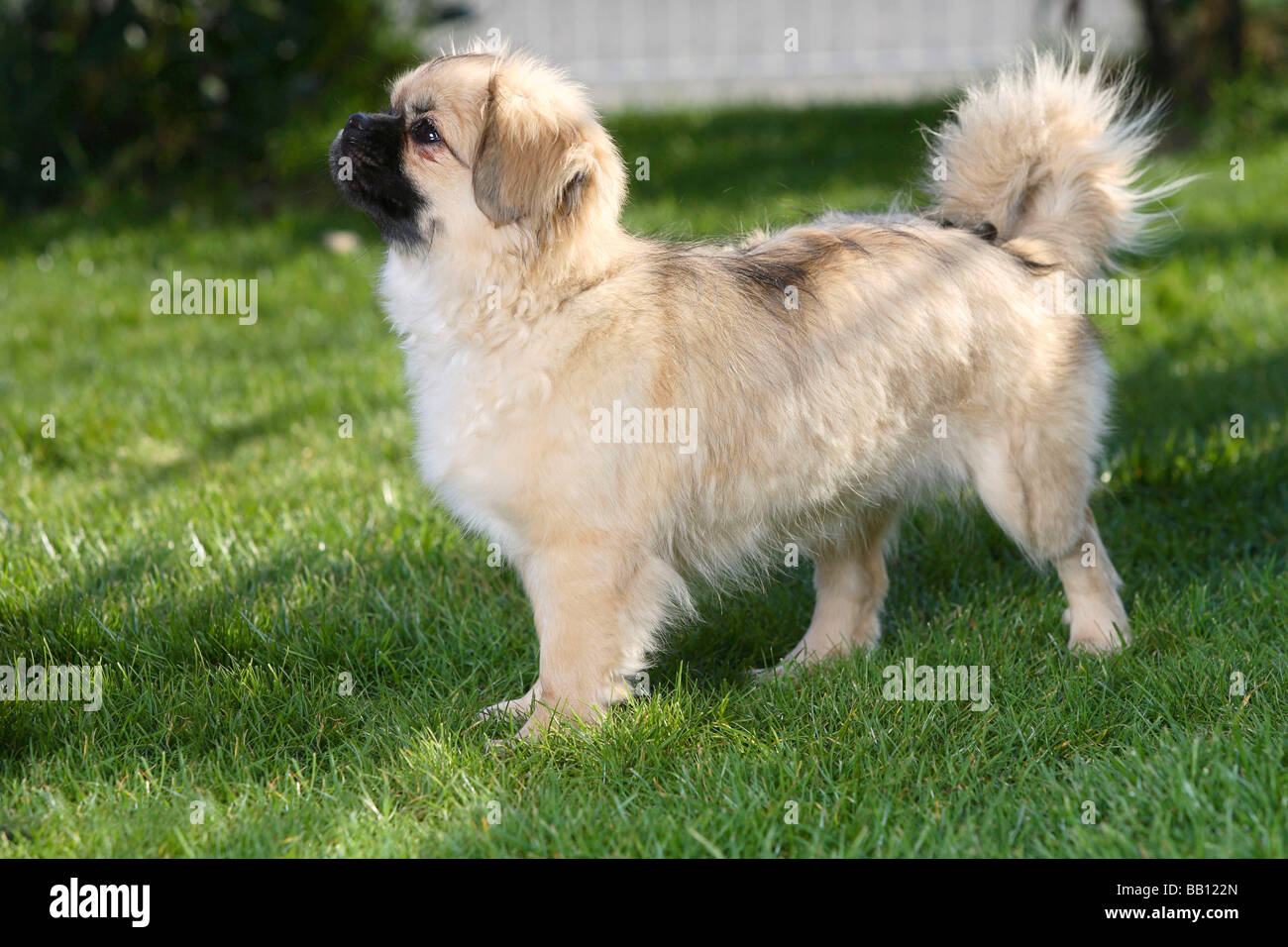 Tibetan Spaniel puppy 4 1 2 côté mois Banque D'Images